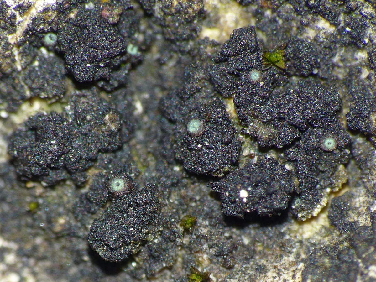Thelocarpon periphysatum (door Henk-Jan van der Kolk)