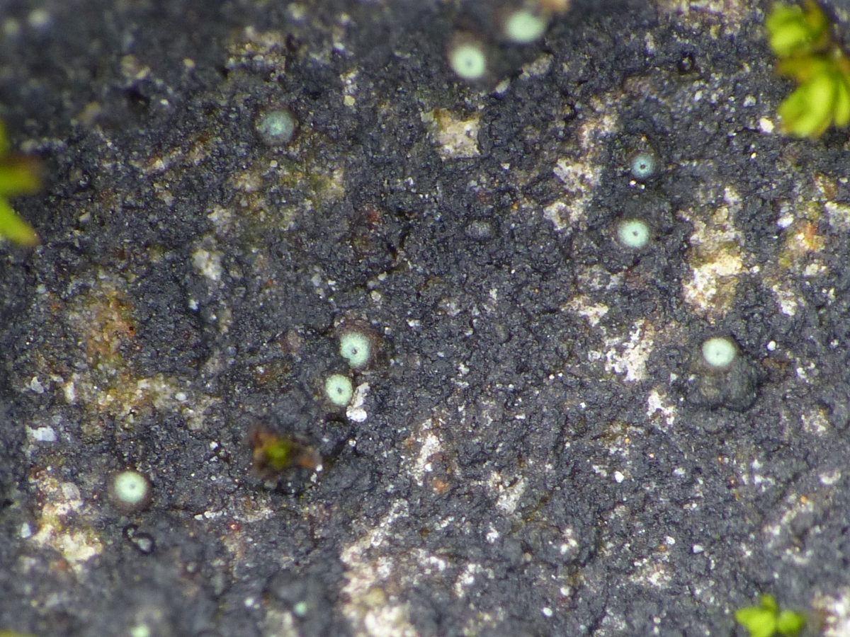 Thelocarpon periphysatum (door Henk-Jan van der Kolk)