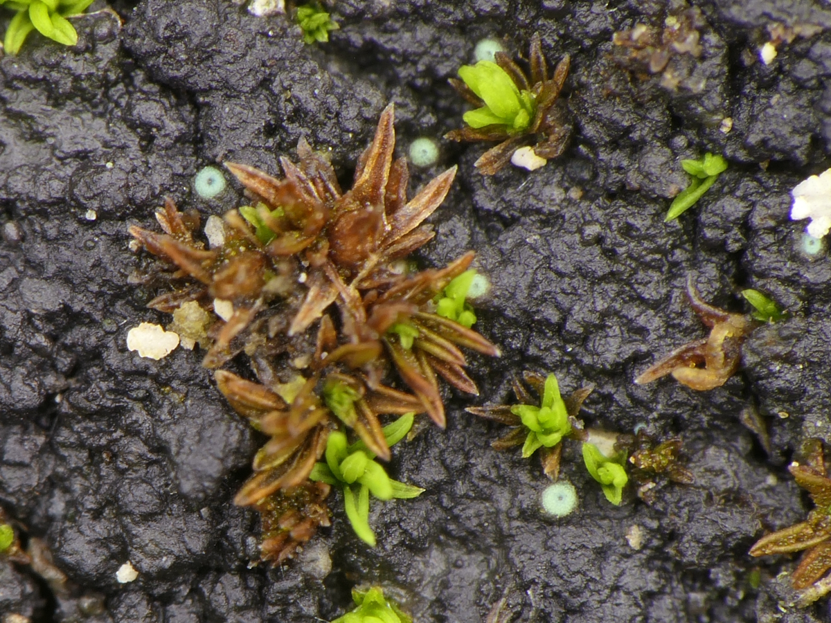 Thelocarpon periphysatum (door Henk-Jan van der Kolk)