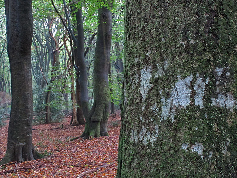 Thelotrema lepadinum (door Bart Horvers)