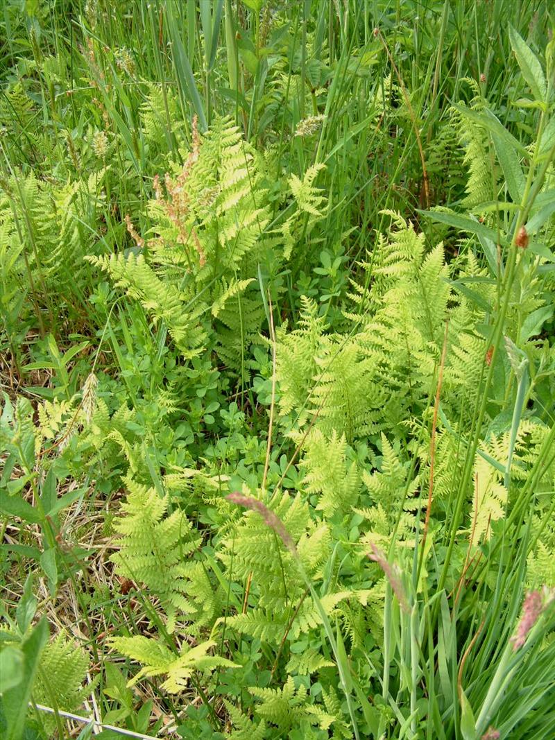 Thelypteris palustris (door Adrie van Heerden)