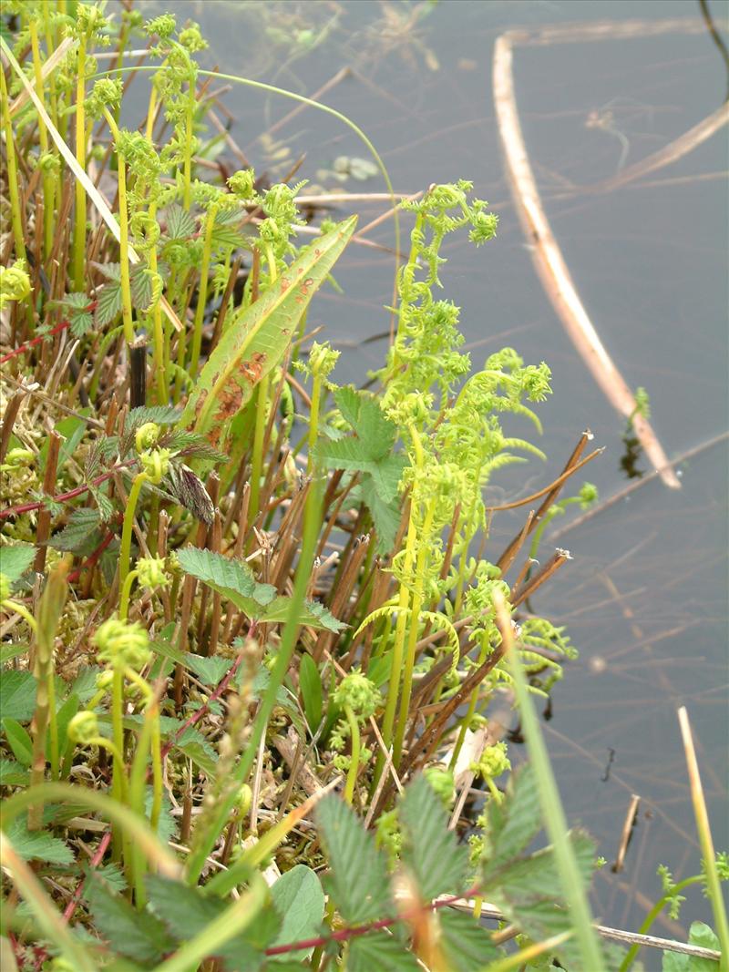 Thelypteris palustris (door Adrie van Heerden)