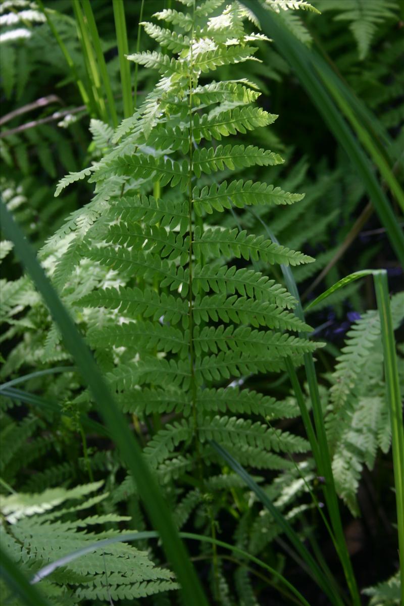 Thelypteris palustris (door Niels Jeurink)