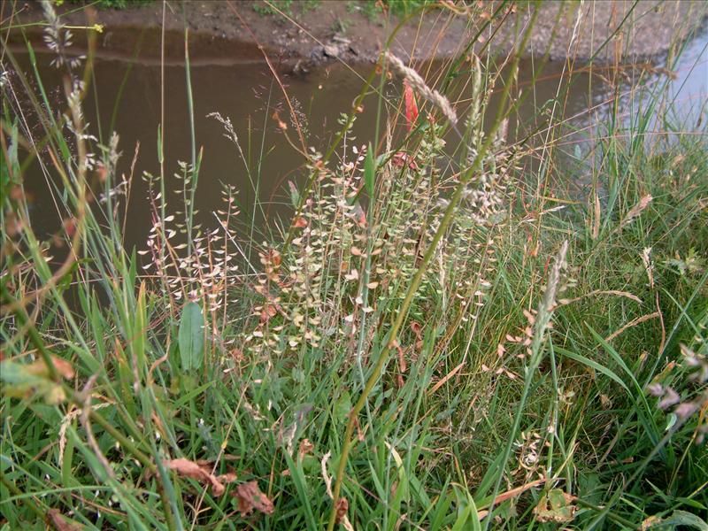 Noccaea caerulescens (door Adrie van Heerden)