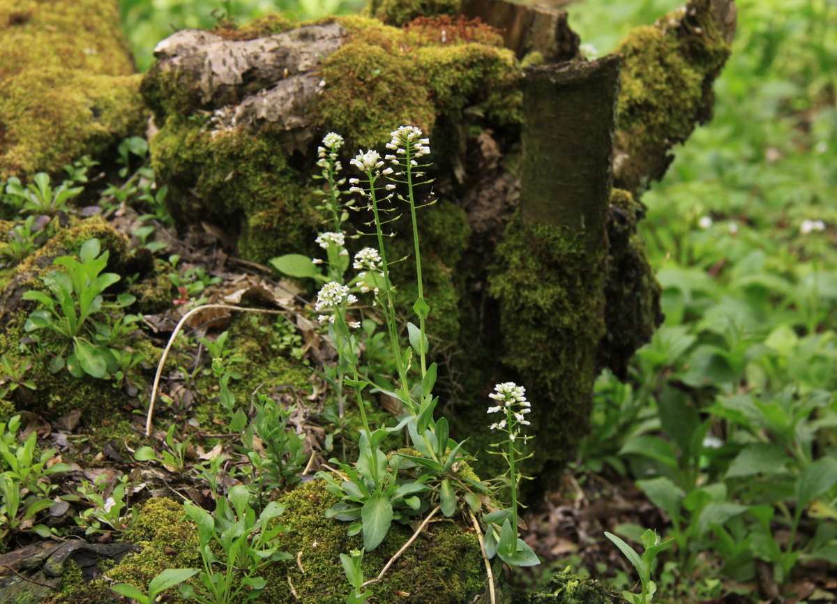 Noccaea caerulescens (door Peter Meininger)