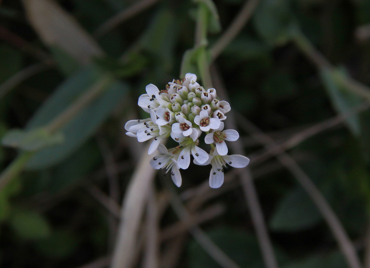 Noccaea caerulescens (door Peter Meininger)