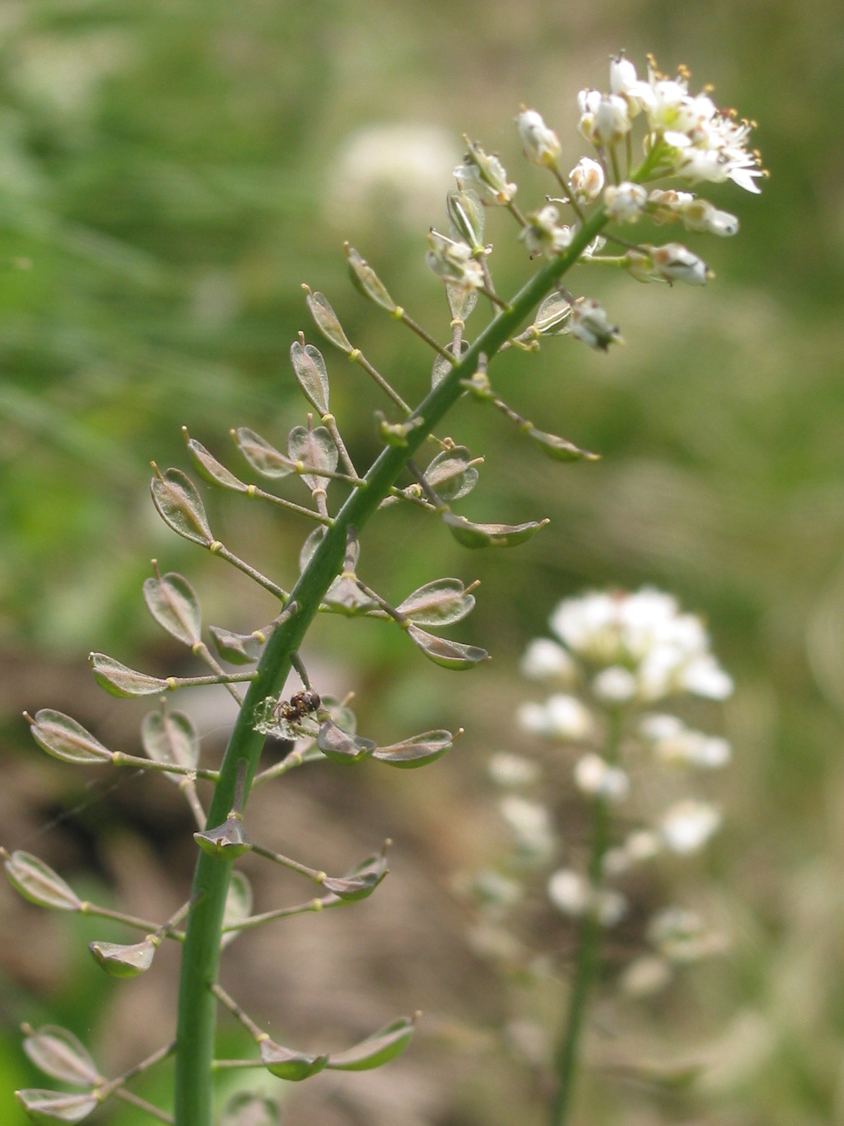 Noccaea caerulescens (door Gertjan van Mill)