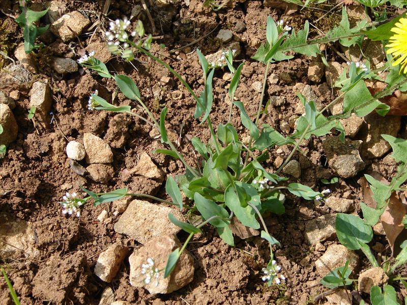 Noccaea perfoliata (door Adrie van Heerden)