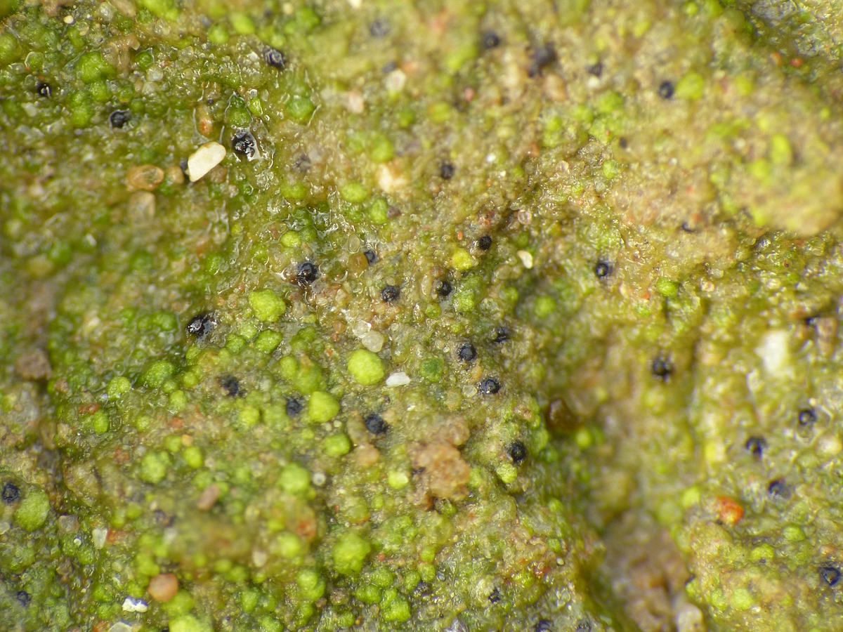 Thrombium epigaeum (door Henk-Jan van der Kolk)