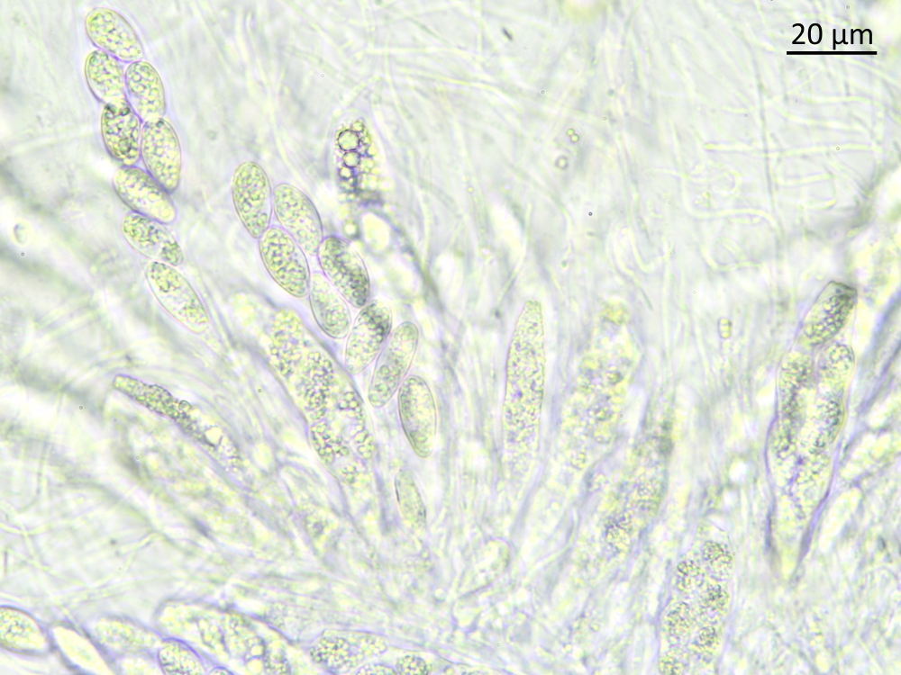 Thrombium epigaeum (door Henk-Jan van der Kolk)