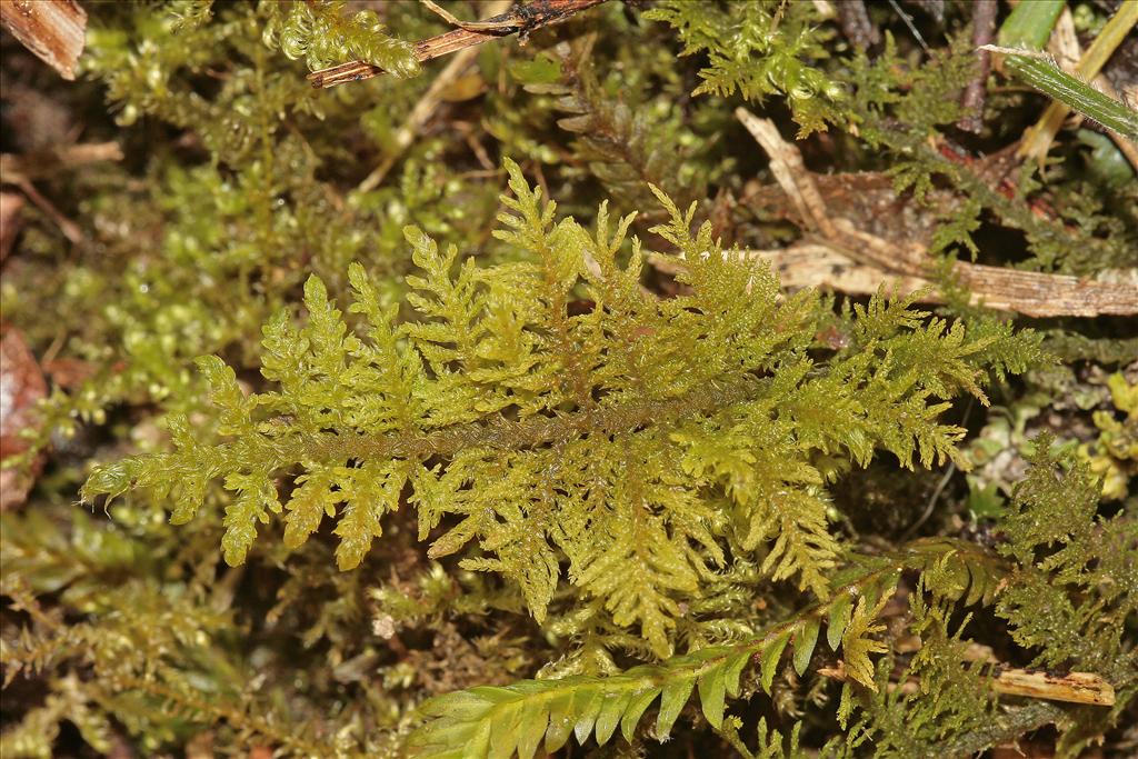 Thuidium assimile (door Jan Kersten)