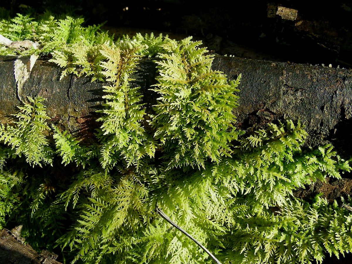 Thuidium tamariscinum (door Henk Greven)