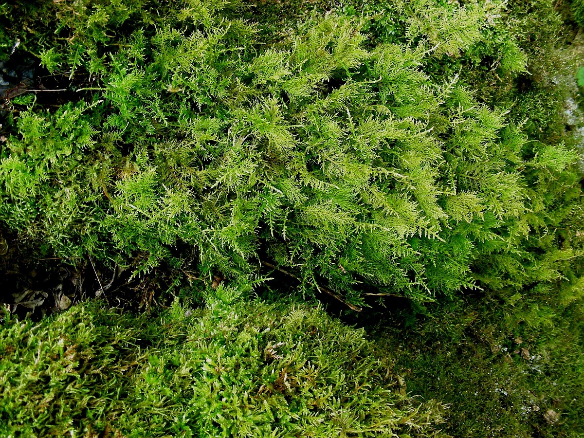 Thuidium tamariscinum (door Henk Greven)