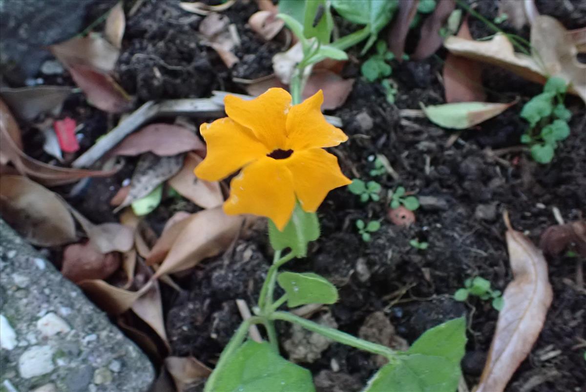 Thunbergia alata (door Aad van Diemen)