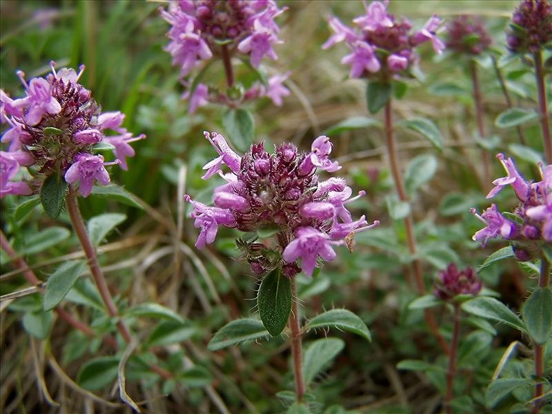 Thymus praecox (door Otto Zijlstra)