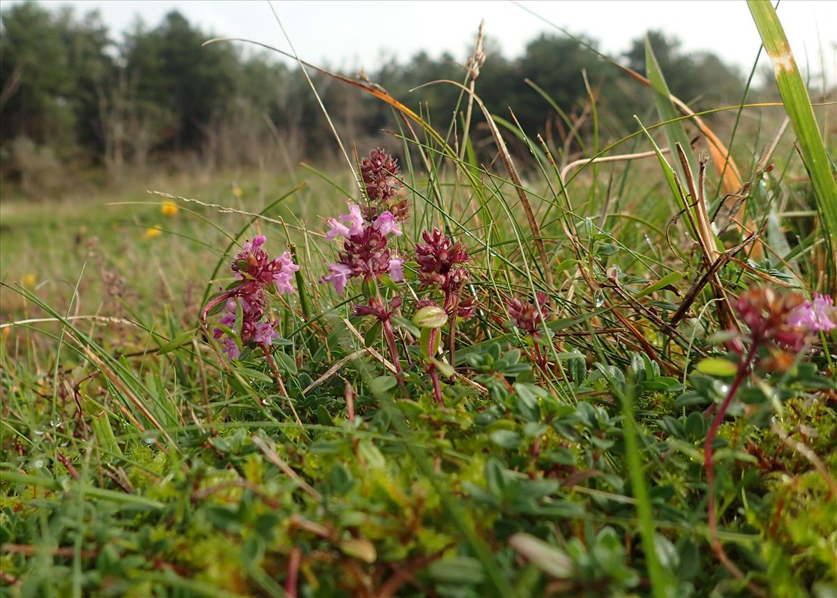 Thymus pulegioides (door Adrie van Heerden)