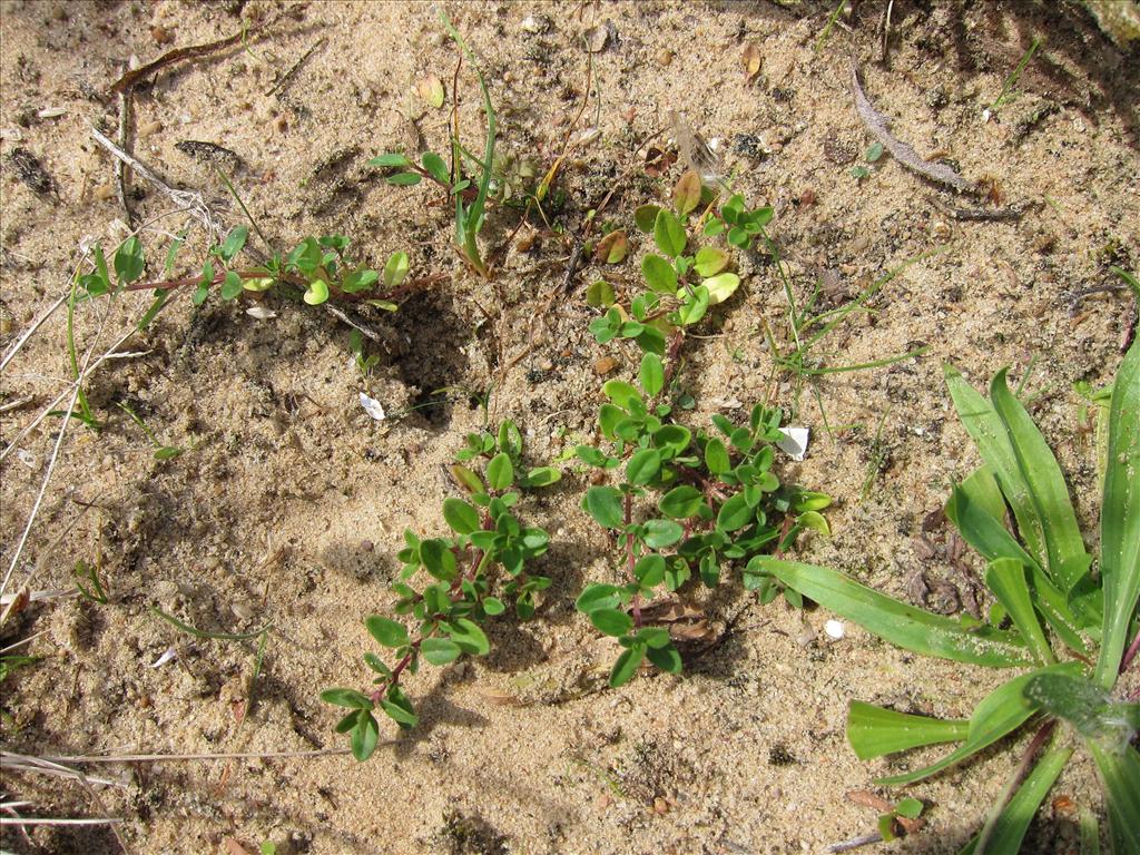 Thymus pulegioides (door Piet Bremer )