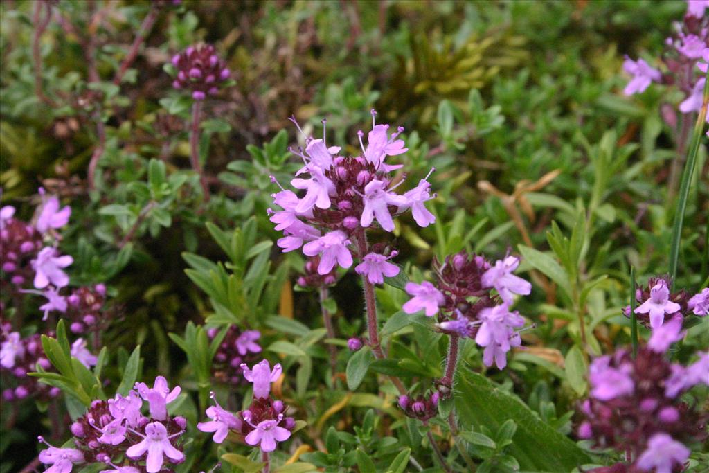 Thymus serpyllum (door Niels Jeurink)