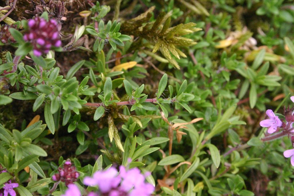 Thymus serpyllum (door Niels Jeurink)