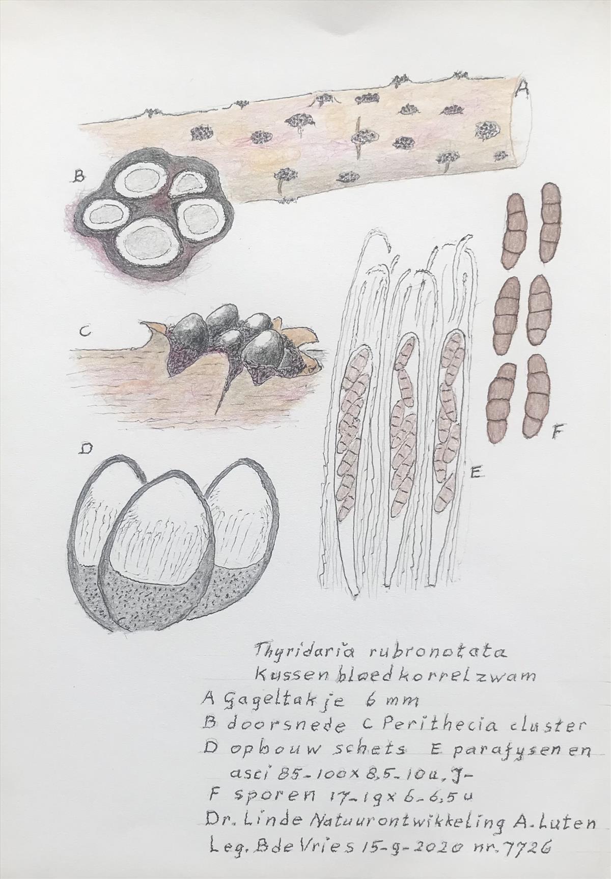 Thyridaria rubronotata (door Bernhard de Vries)