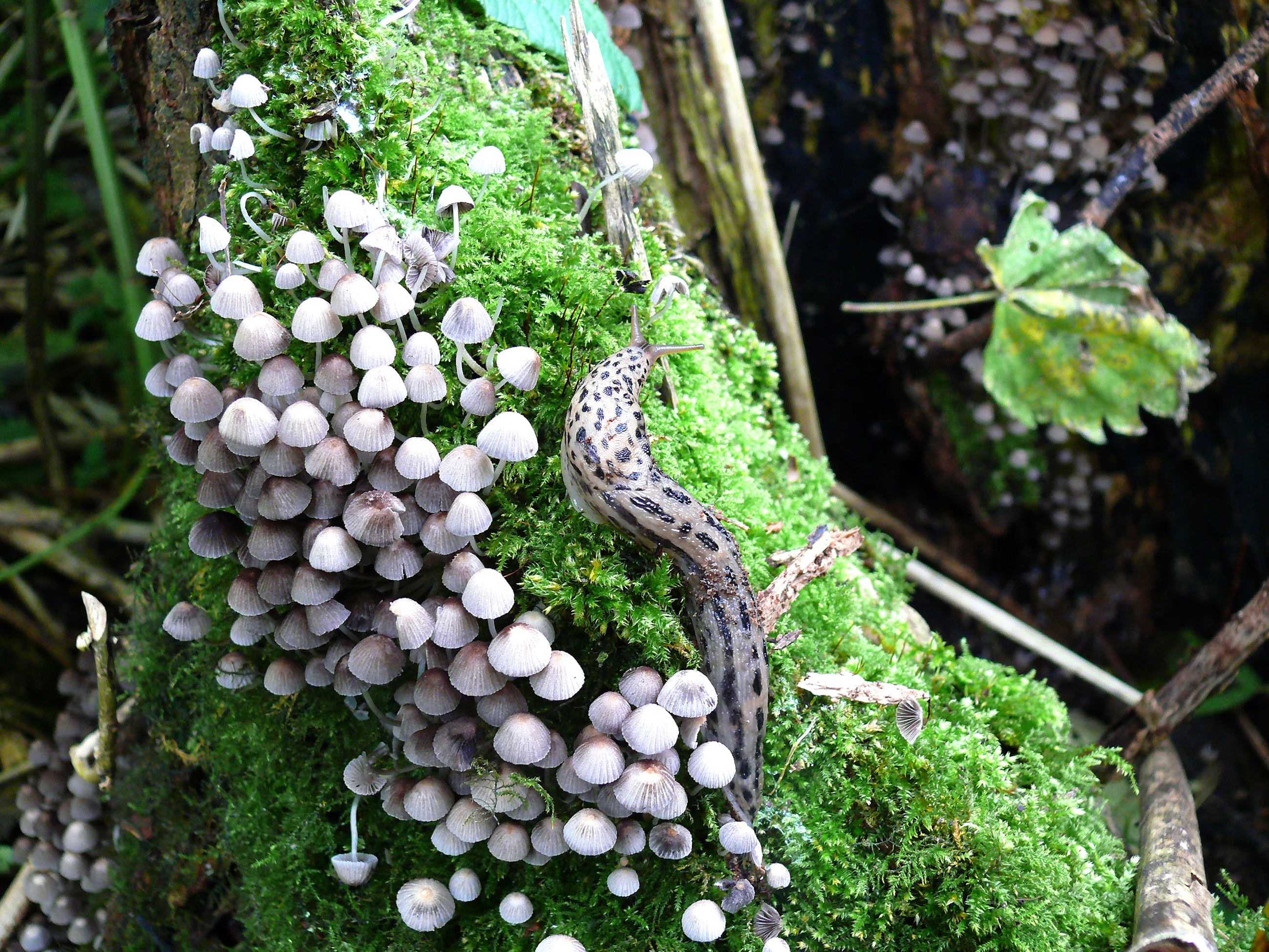 Limax maximus (door Ronald van Jeveren)