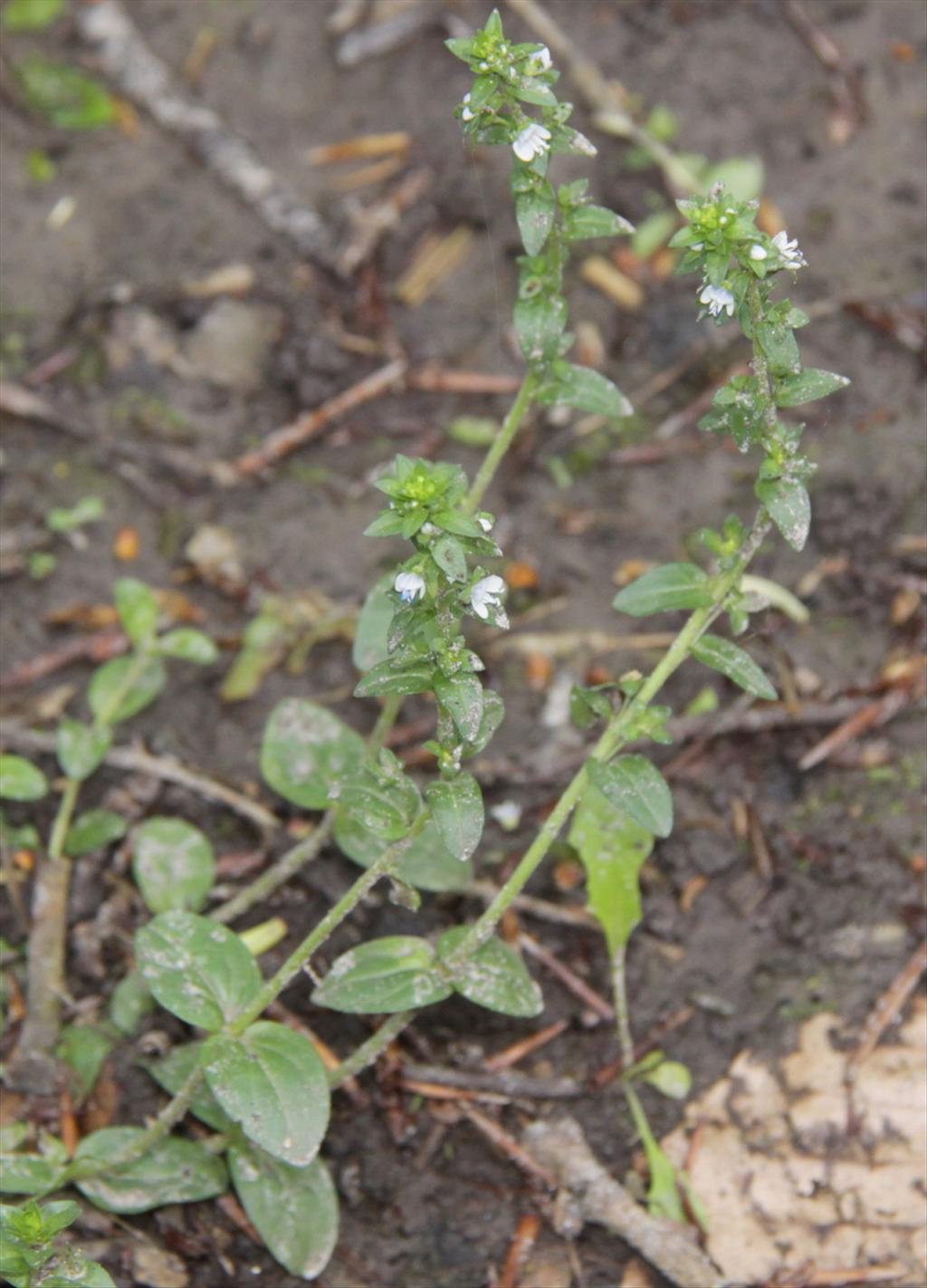 Veronica serpyllifolia (door Peter Meininger)