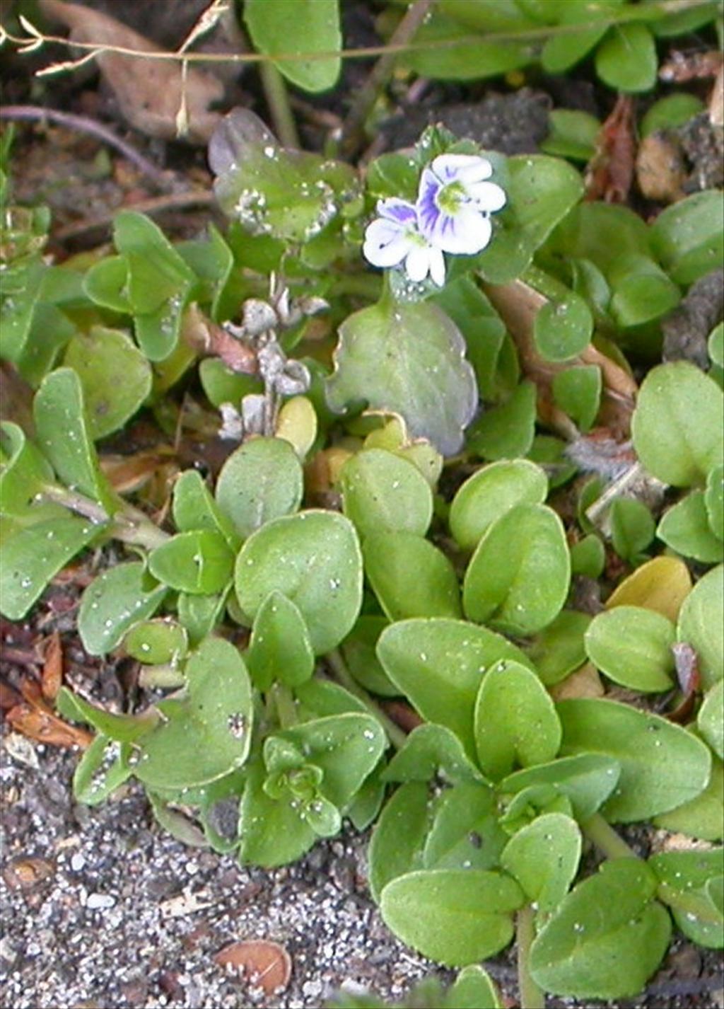 Veronica serpyllifolia (door Peter Meininger)