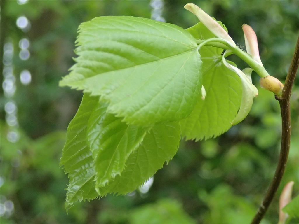 Tilia platyphyllos (door Adrie van Heerden)