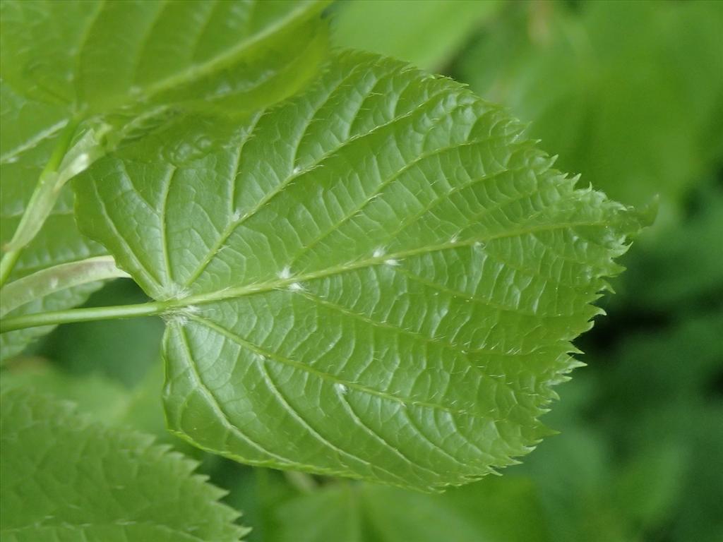 Tilia platyphyllos (door Adrie van Heerden)