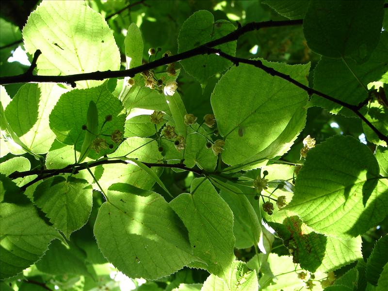 Tilia x europaea (door Adrie van Heerden)