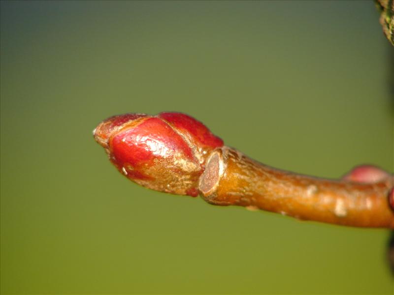 Tilia x europaea (door Adrie van Heerden)