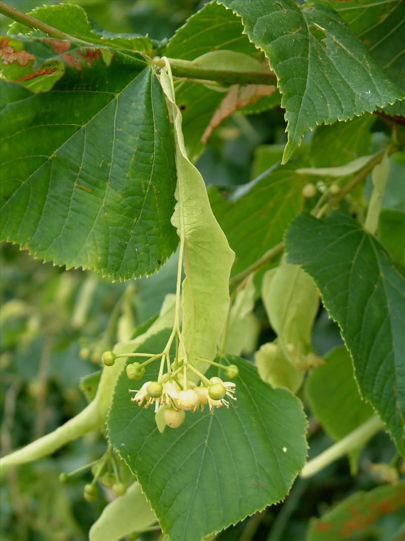 Tilia x europaea (door Adrie van Heerden)