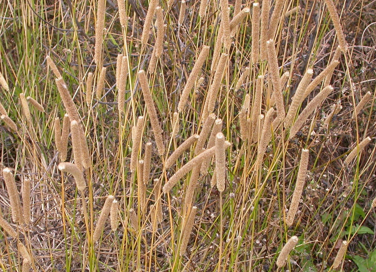 Phleum pratense (door Peter Meininger)