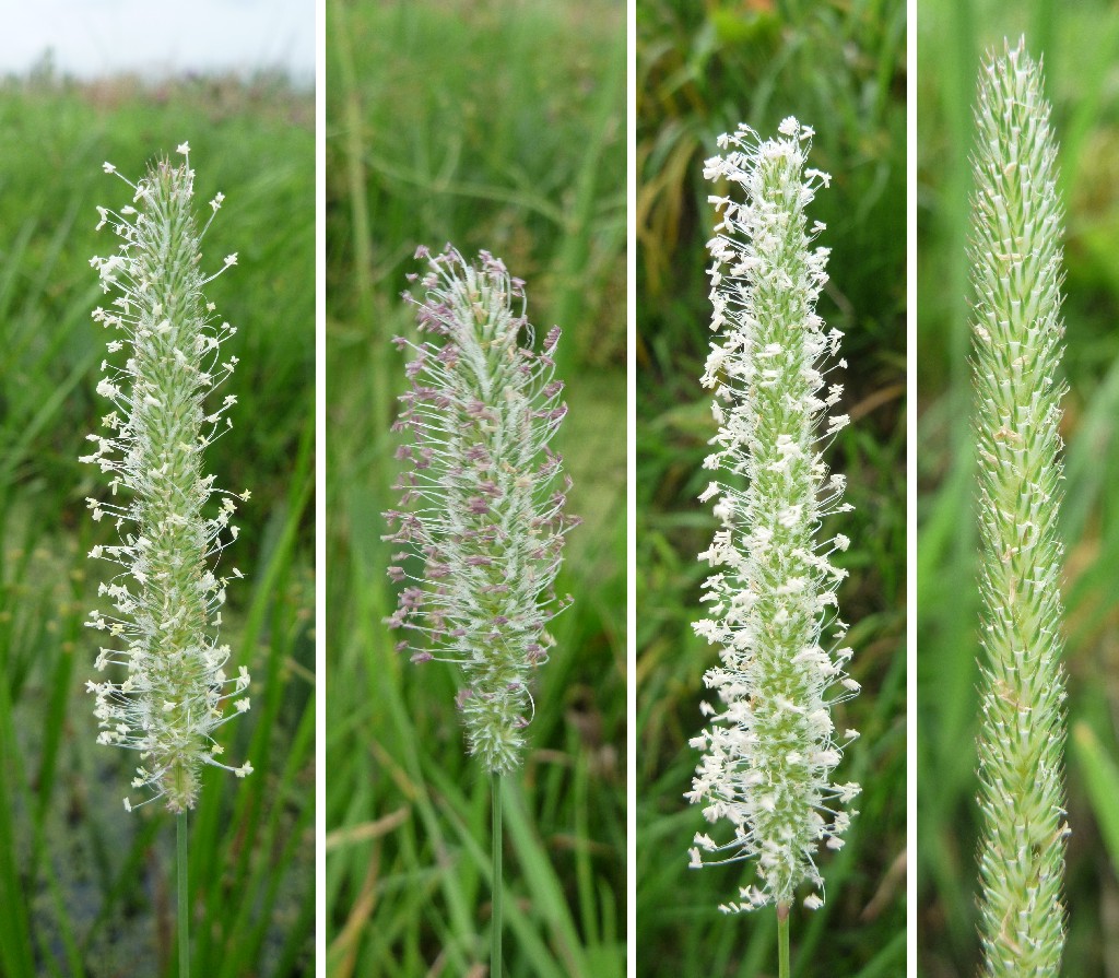 Phleum pratense (door Cor Nonhof)