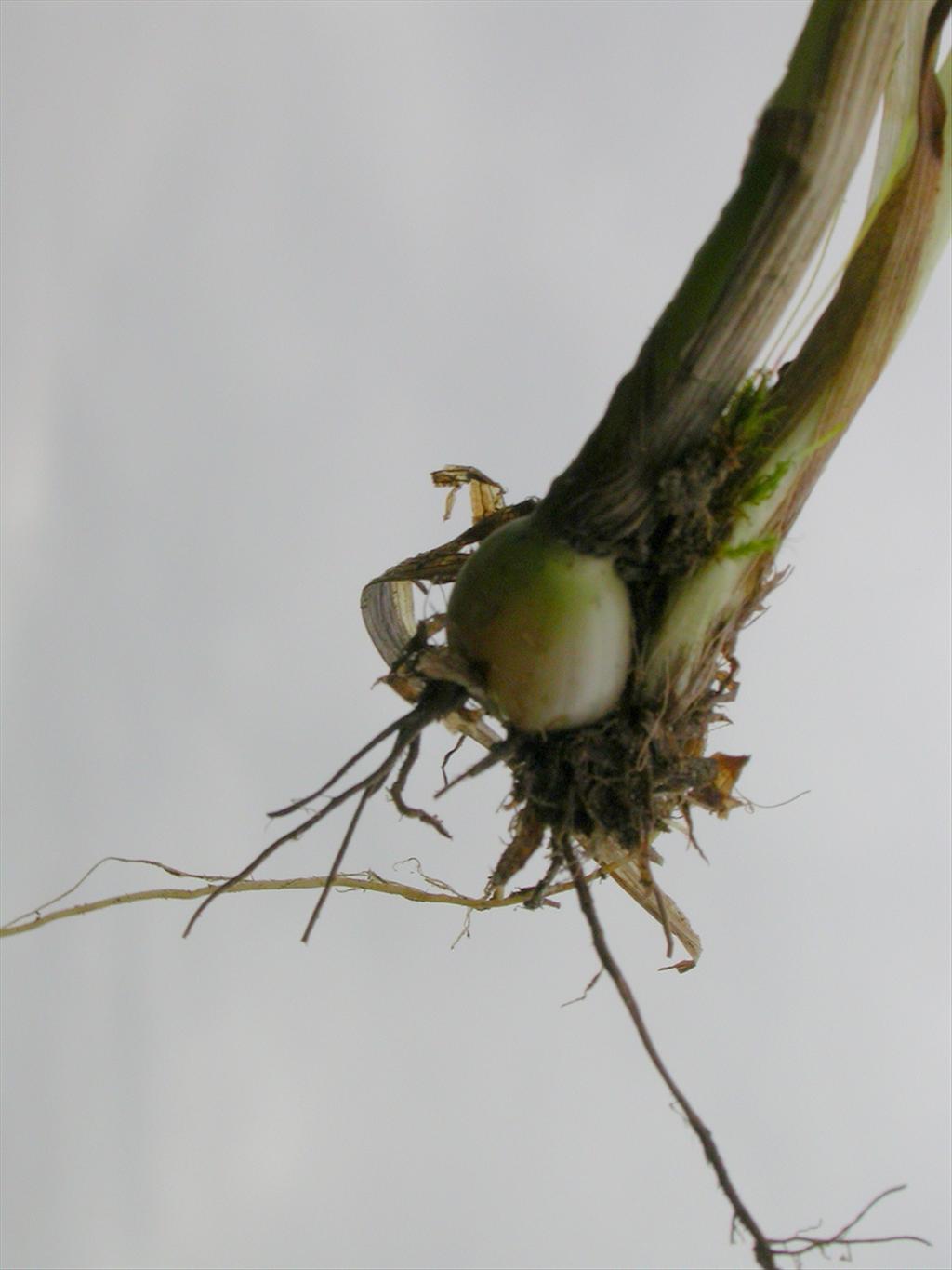 Phleum pratense (door Peter Meininger)