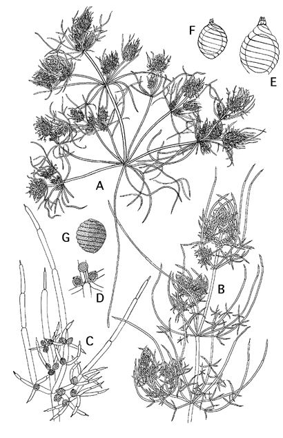 Tolypella intricata (door Emile Nat)
