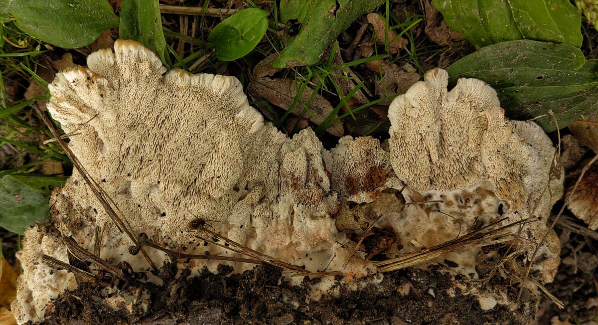 Abortiporus biennis (door Aldert Gutter)