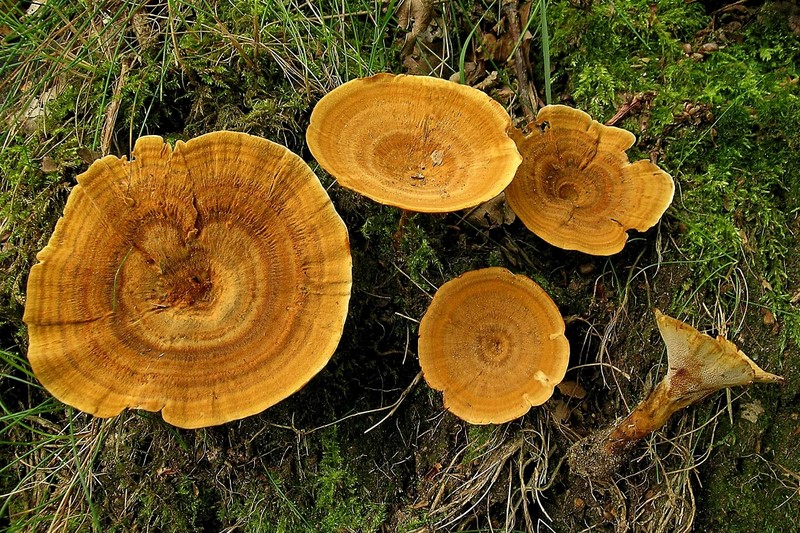 Coltricia perennis (door Henk Huijser)