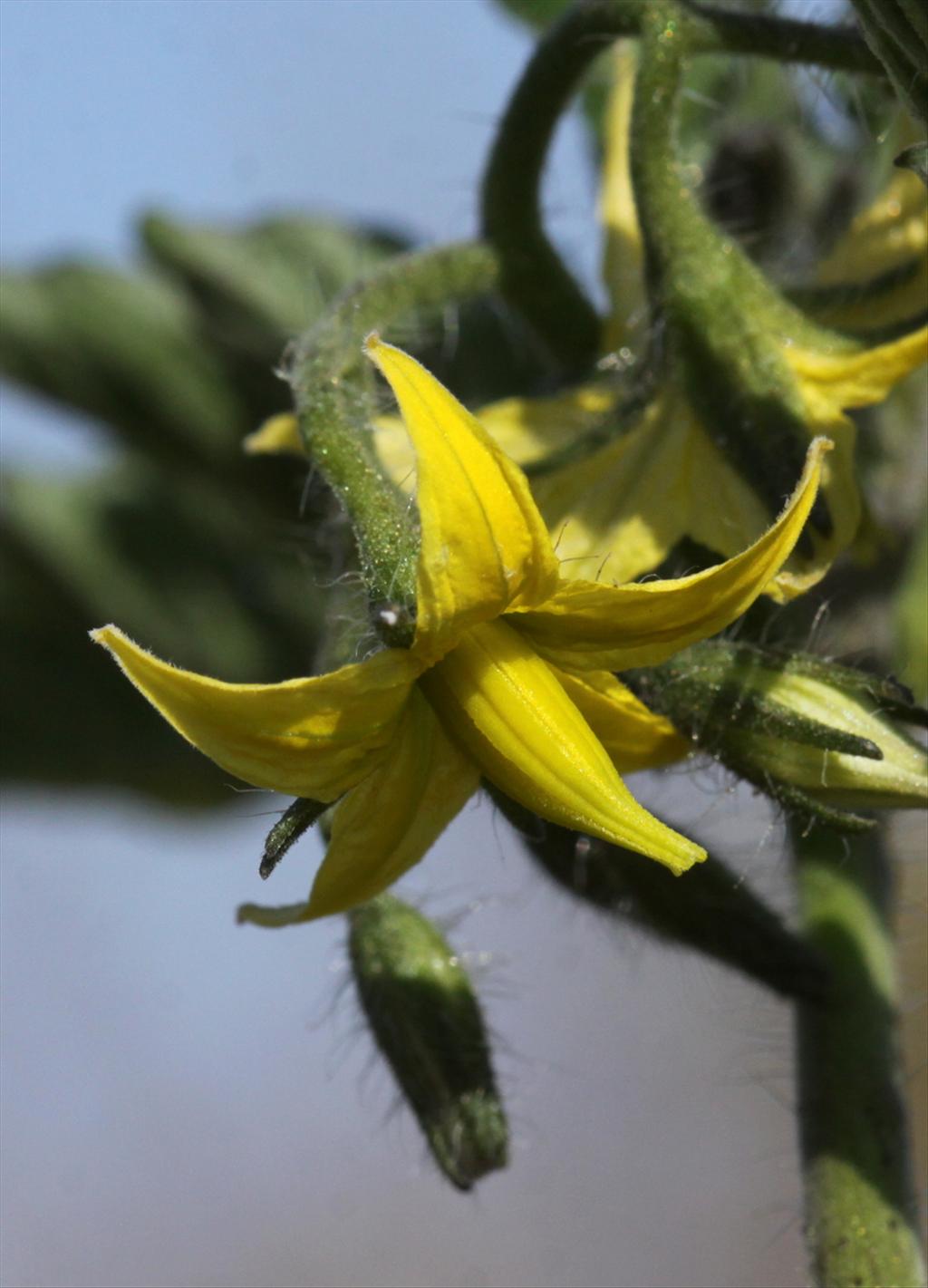 Solanum lycopersicum (door Peter Meininger)