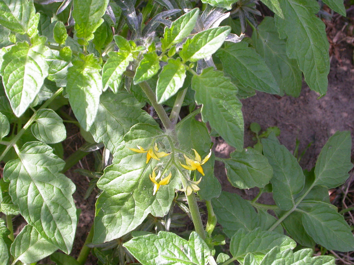 Solanum lycopersicum (door Peter Meininger)