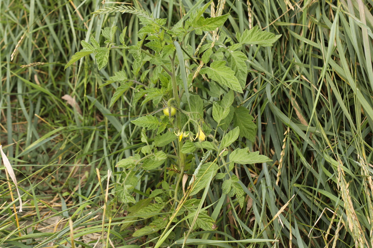 Solanum lycopersicum (door Peter Meininger)