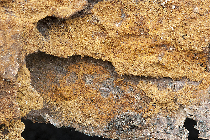 Tomentella bryophila (door Nico Dam)