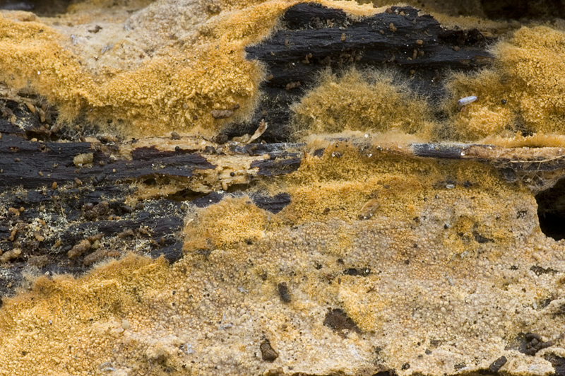 Tomentella ferruginea (door Nico Dam)