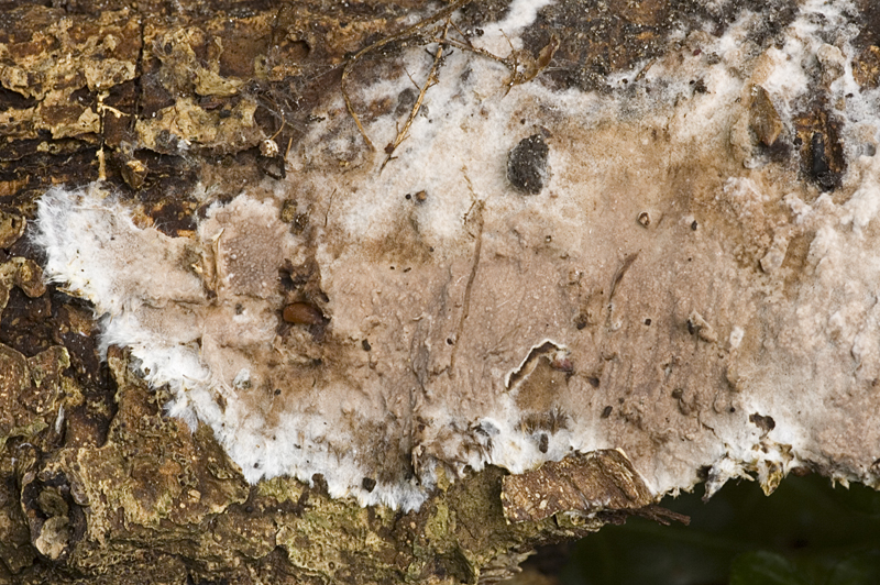 Tomentella sublilacina (door Nico Dam)