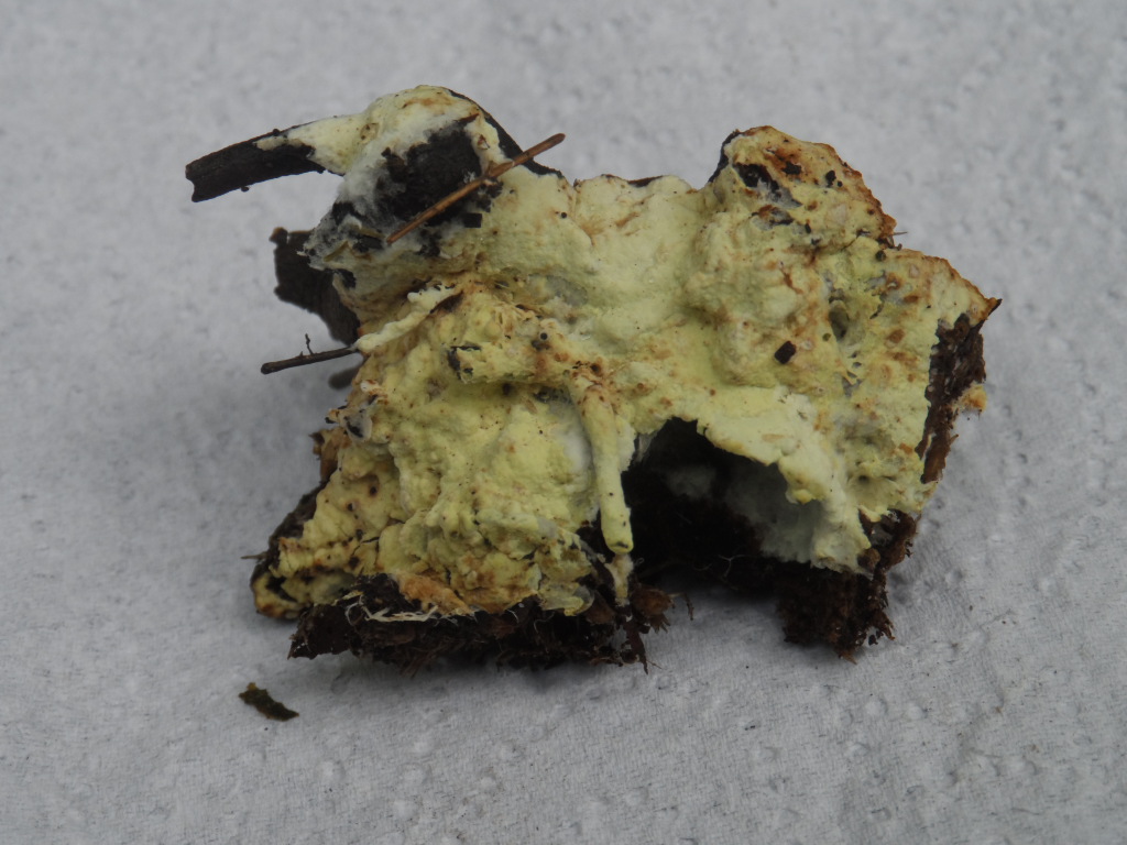 Tomentellopsis echinospora (door Giel van der Pluijm)
