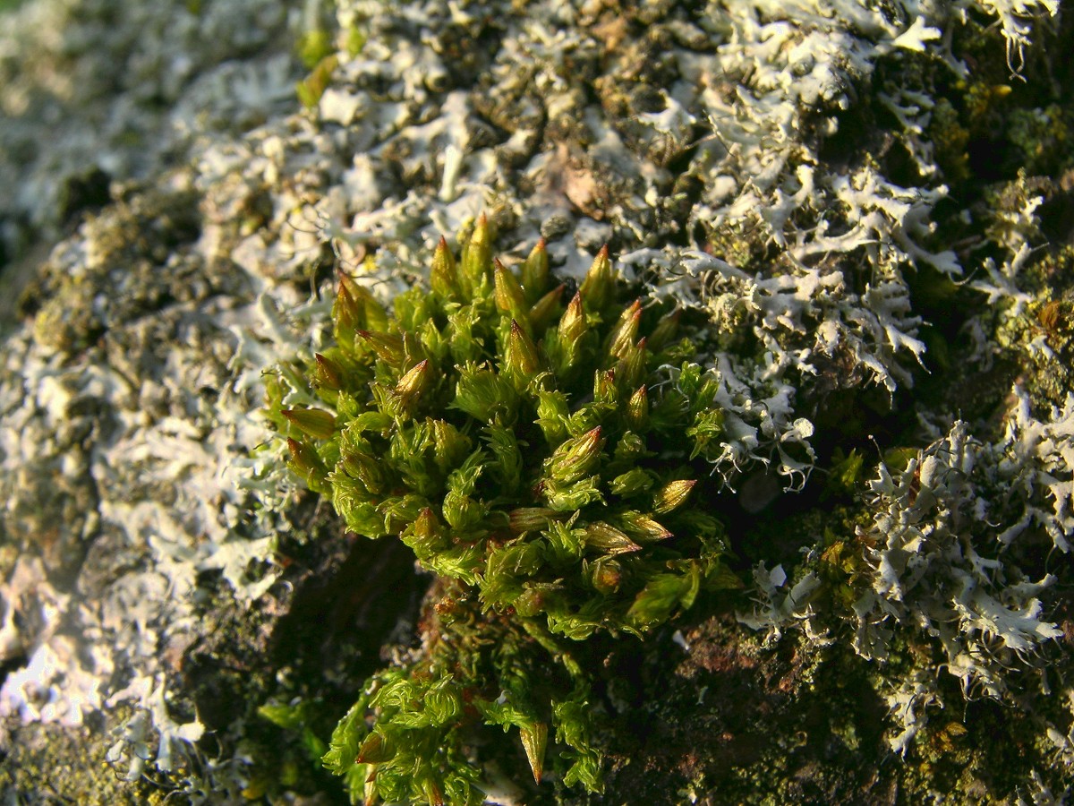 Orthotrichum rogeri (door Michel Zwarts)