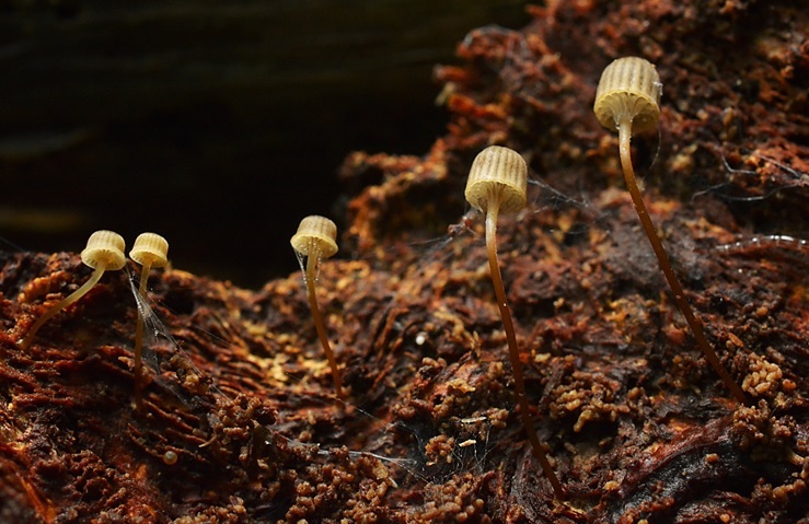 Mycena picta (door Ronald Morsink)