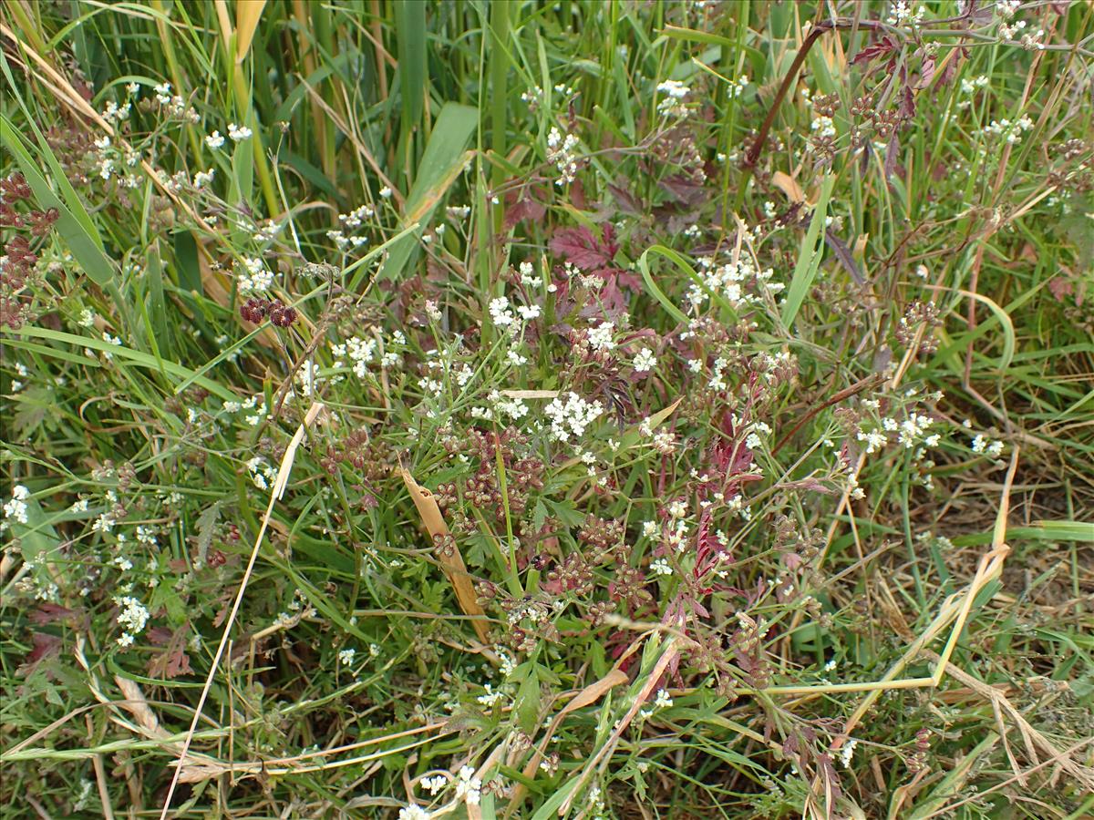 Torilis arvensis (door Adrie van Heerden)