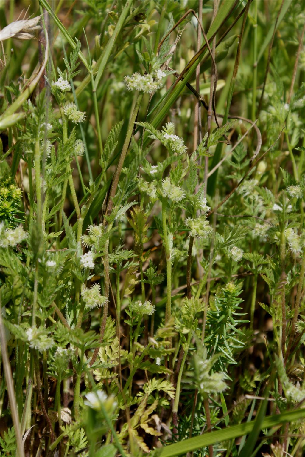 Torilis nodosa (door Adrie van Heerden)