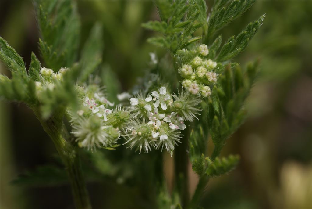 Torilis nodosa (door Adrie van Heerden)